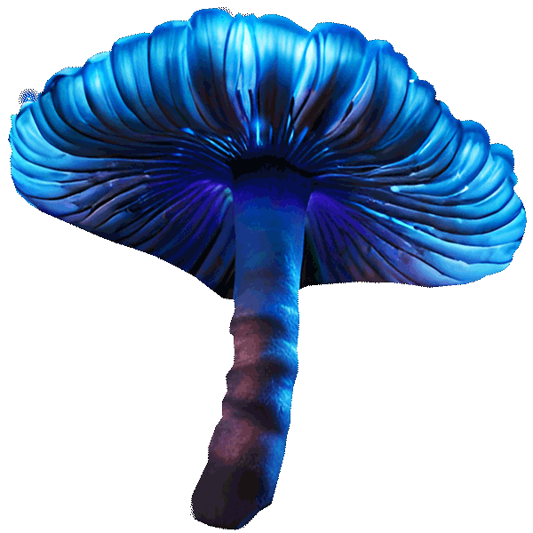 glimmis